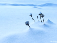 73715CrLe - Snow drifts in the garden in Clayt French Park   Each New Day A Miracle  [  Understanding the Bible   |   Poetry   |   Story  ]- by Pete Rhebergen